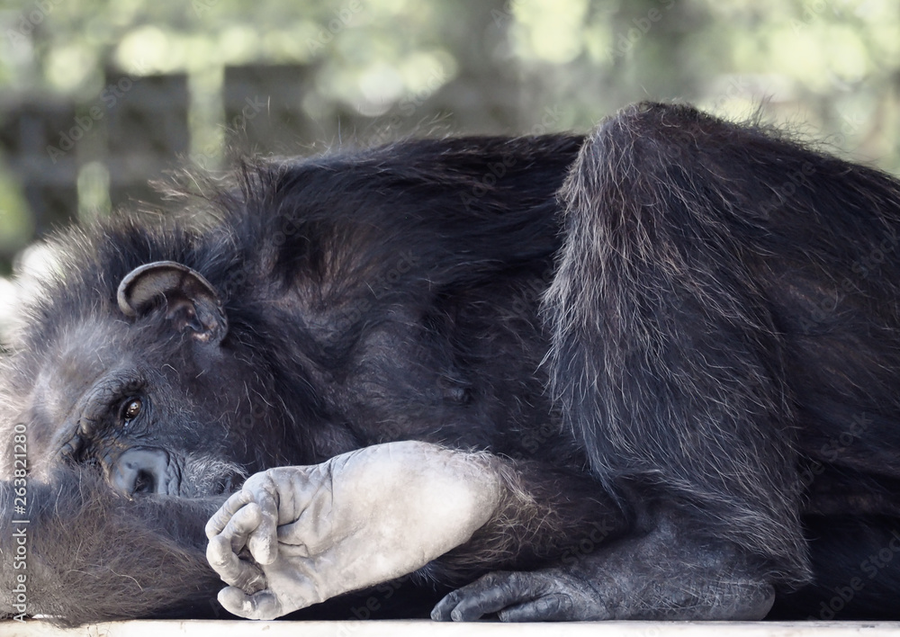Obraz premium Old Chimpanzee Monkey Primate taking a Nap