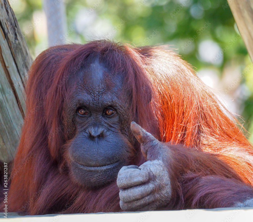 Borneo Orangutan gives a Thumbs Up Stock Photo | Adobe Stock