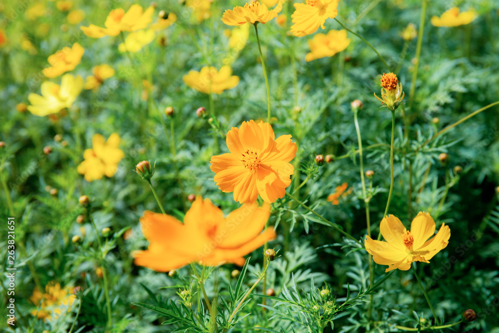 Cosmos in garden at sunlight.