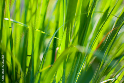 Lemongrass or Lapine or West Indian were planted on the ground. It is a shrub  its leaves are long and slender green