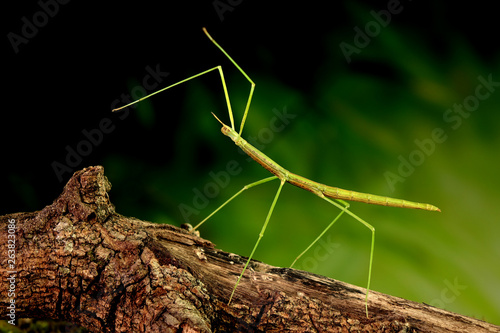 Stick insect or Phasmids (Phasmatodea or Phasmatoptera) also known as walking stick insects, stick-bugs, bug sticks or ghost insect. Green stick insect camouflaged on tree. Selective focus, copy space photo