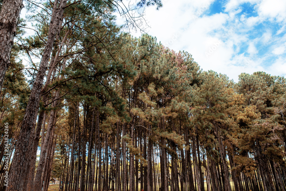 Fototapeta premium Pine tree with sky.