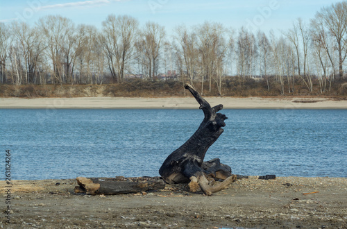 Burnt snag on the river bank