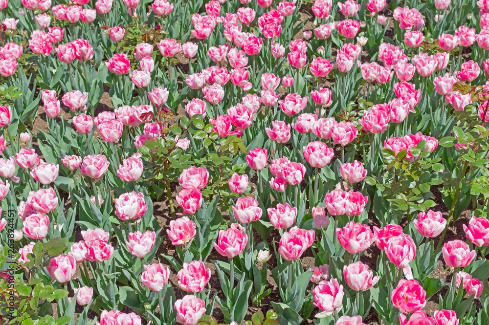 Beautiful tulips field