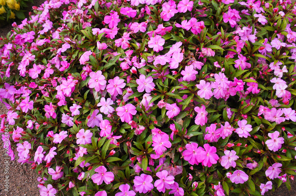 Impatiens balsamina or garden balsam purple pink flowers Impatiens balsamina or garden balsam purple pink flowers