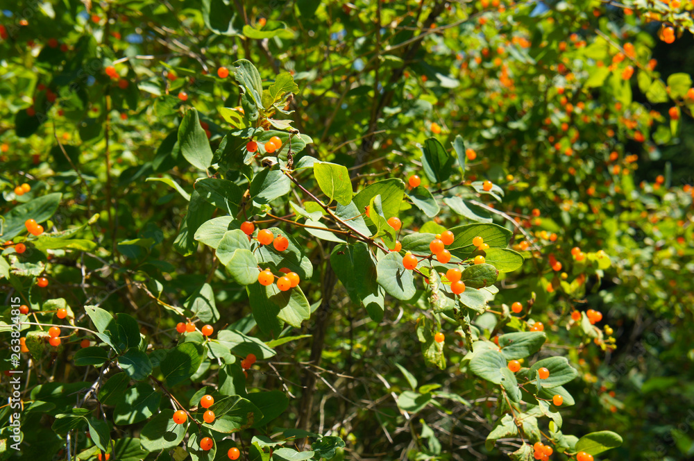 Lonicera tatarica honeysuckle shrub with orange berries