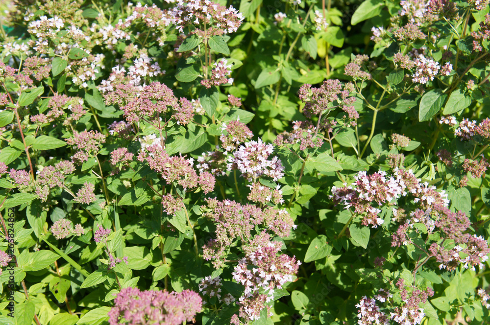 Origanum or oregano or pot marjoram green plant Origanum or oregano or pot marjoram green plant