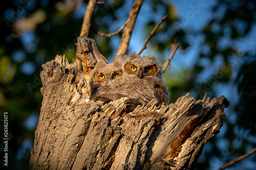 Baby Great Horned Owls
