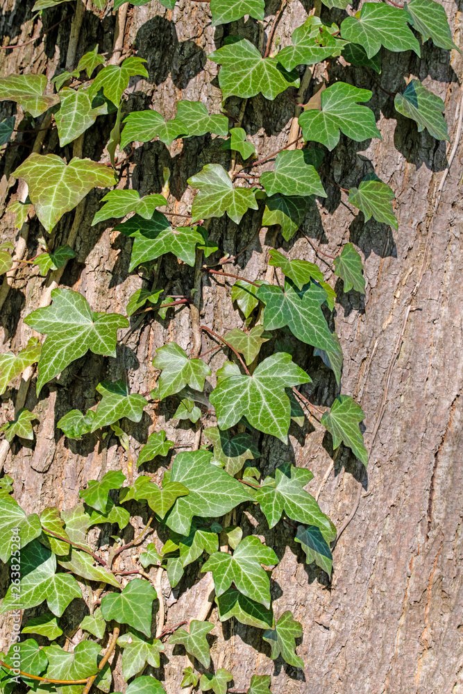 Efeu, Hedera helix, an einem Baumstamm Efeu, Hedera helix, an einem Baumstamm