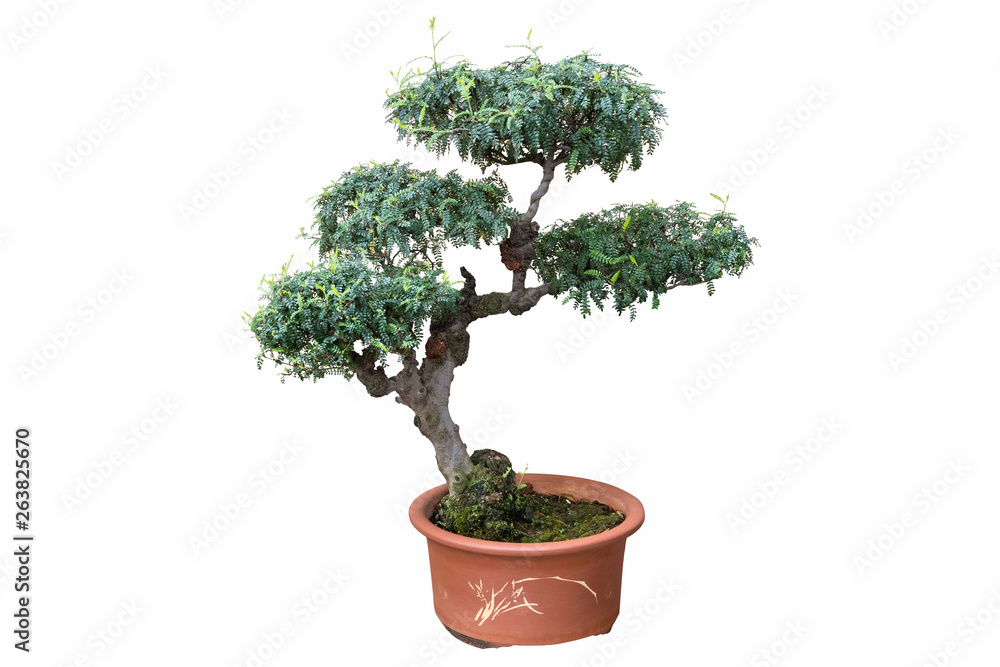 old bonsai tree isolated on white old bonsai tree isolated on white
