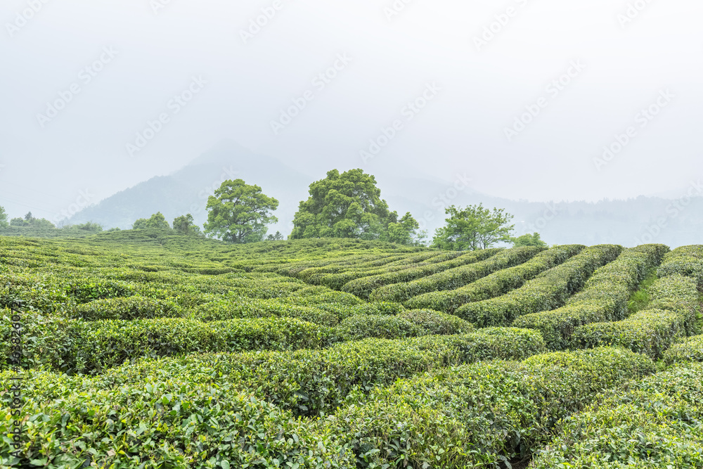 tea plantation in cloud and mist