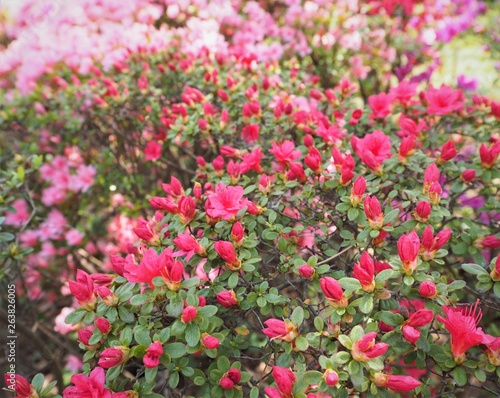 Rhododendron obtusum var. sakamotoi Tsutsuji © sarurun