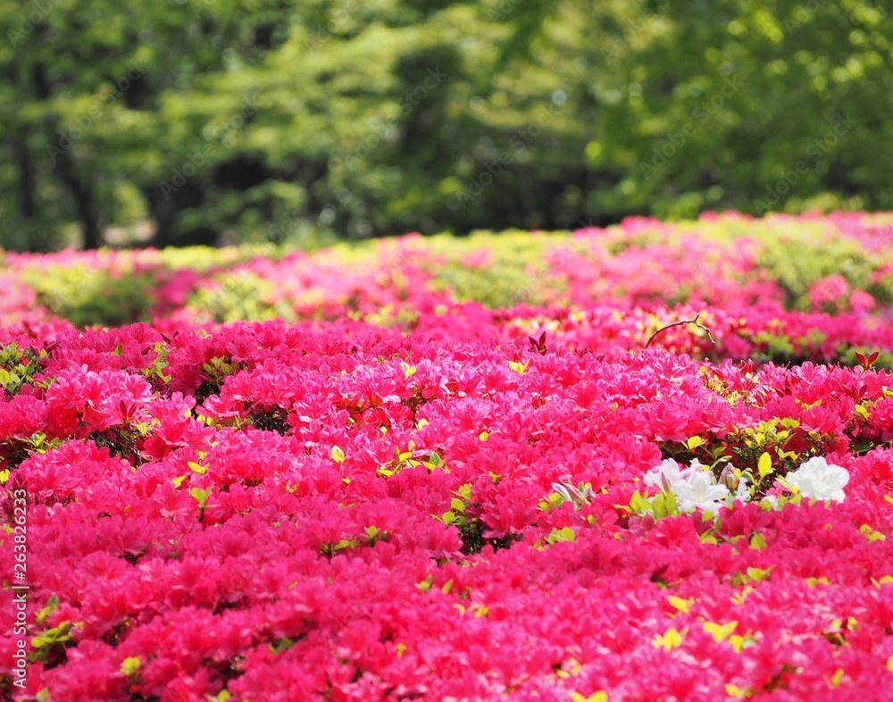 Obraz premium Rhododendron obtusum var. sakamotoi Tsutsuji