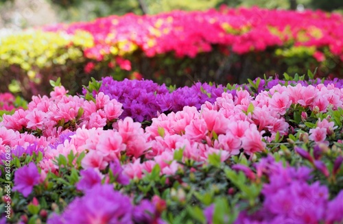 Wallpaper Mural Rhododendron obtusum var. sakamotoi Tsutsuji Torontodigital.ca