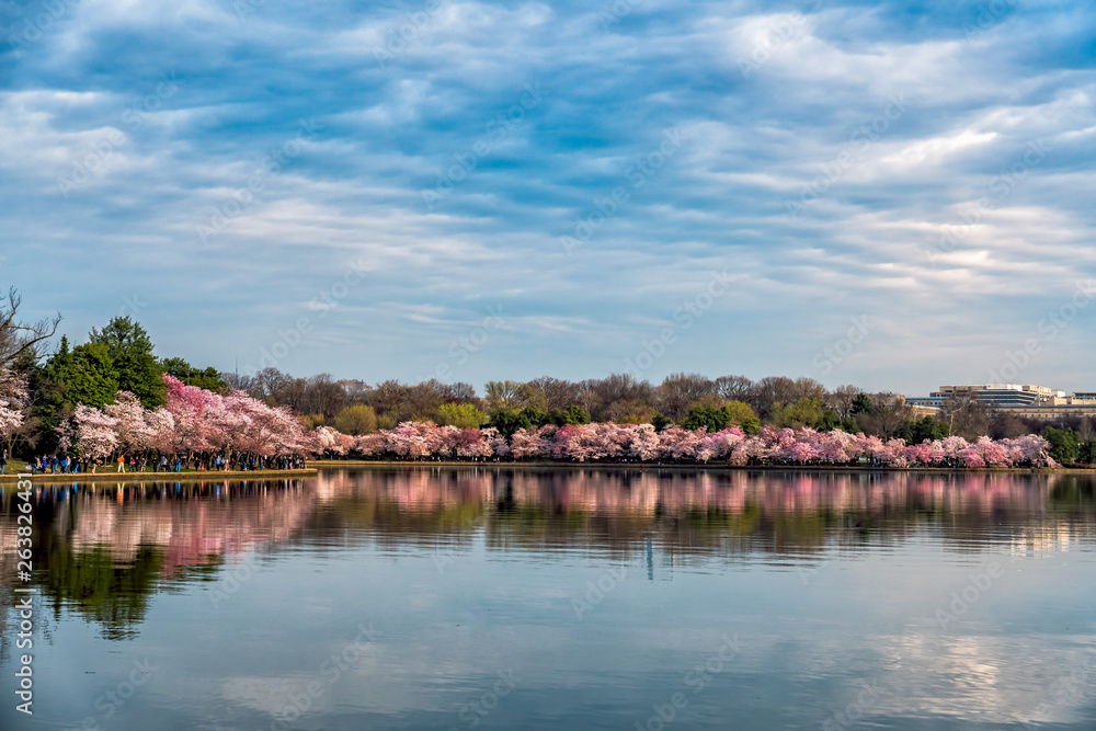 Obraz premium Cherry Blossom Reflections