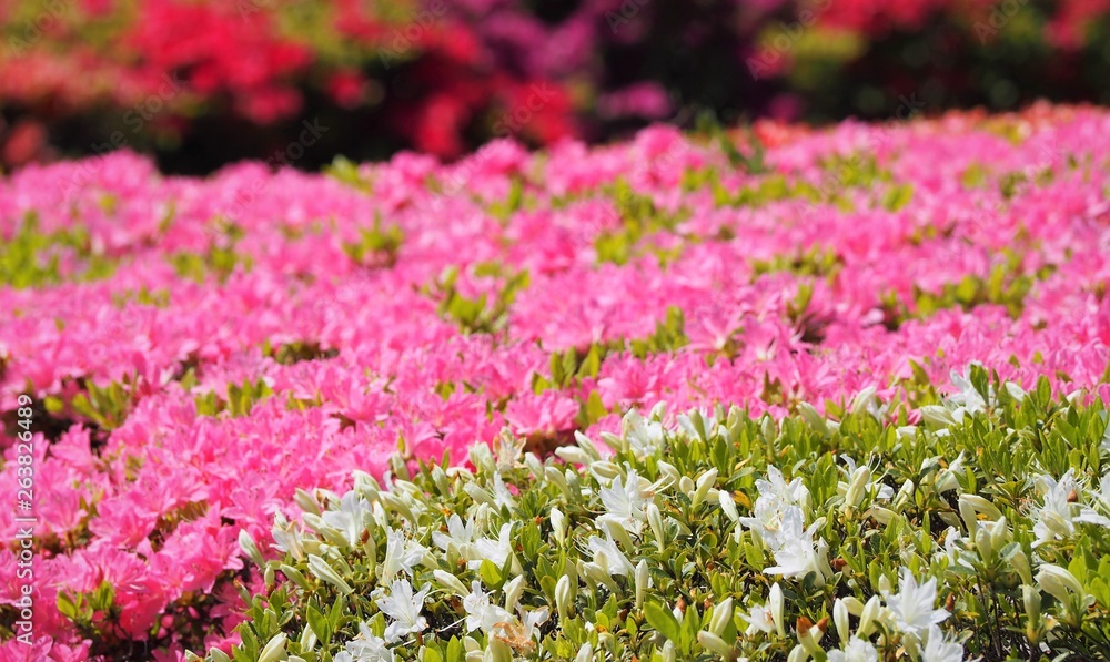 Obraz premium Rhododendron obtusum var. sakamotoi Tsutsuji