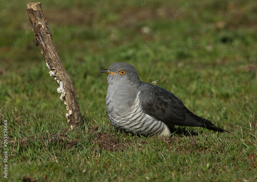 Fototapeta premium A stunning Cuckoo (Cuculus canorus) searching on the ground in a meadow for food. 