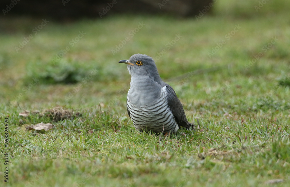 Fototapeta premium A stunning Cuckoo (Cuculus canorus) searching on the ground in a meadow for food. 