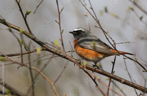 A beautiful male Redstart, Phoenicurus phoenicurus, perching on a branch in a tree. It is hunting for insects to eat. 