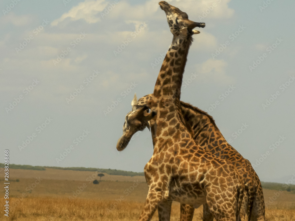 Obraz premium two male giraffe necking to establish dominance in masai mara