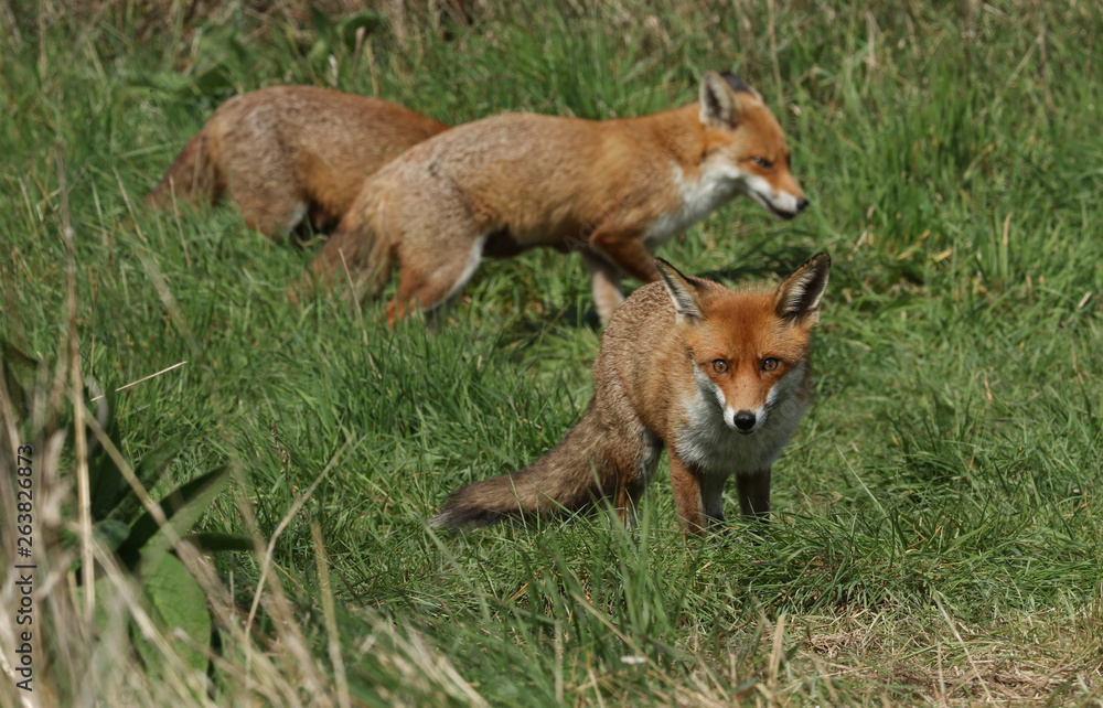 Three magnificent wild female Red Foxes (Vulpes vulpes) hunting for food in a field of long grass. Three magnificent wild female Red Foxes (Vulpes vulpes) hunting for food in a field of long grass.