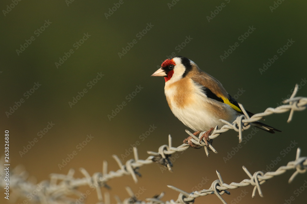 A pretty Goldfinch, Carduelis carduelis, perching on a barbed wire fence at the edge of a field. A pretty Goldfinch, Carduelis carduelis, perching on a barbed wire fence at the edge of a field.