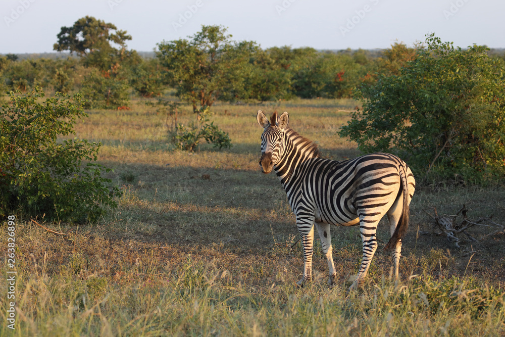Naklejka premium Steppenzebra / Burchell's zebra / Equus burchellii