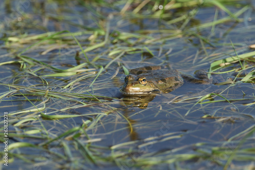 A beautiful Marsh Frog swimming in a marshy pool in the UK.