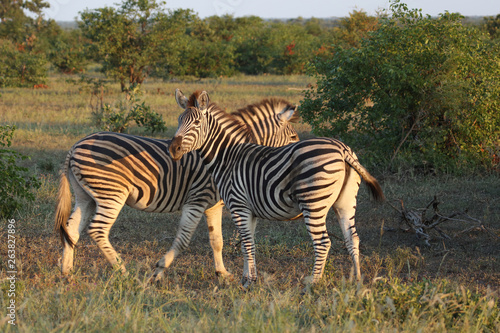 Steppenzebra   Burchell s zebra   Equus burchellii