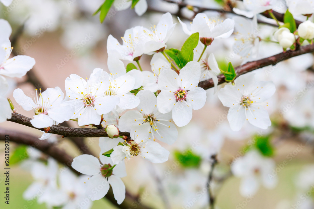 Blooming branch of cherry tree Blooming branch of cherry tree