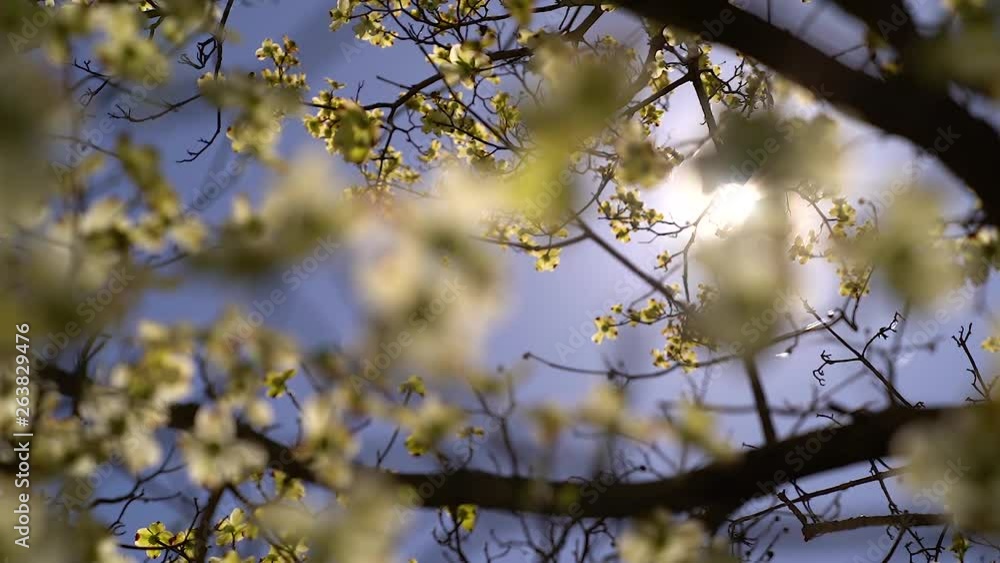 slow motion rack focus of dogwood flowers budding in spring slow motion rack focus of dogwood flowers budding in spring