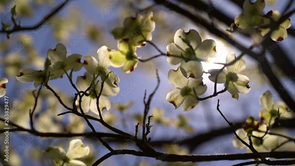 still shot of wind blowing through the flowers of a dogwood tree still shot of wind blowing through the flowers of a dogwood tree