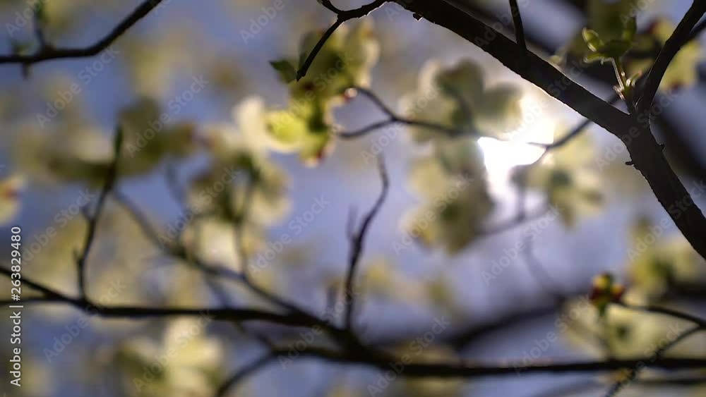 slow motion rack focus onto flowers waving in the wind slow motion rack focus onto flowers waving in the wind