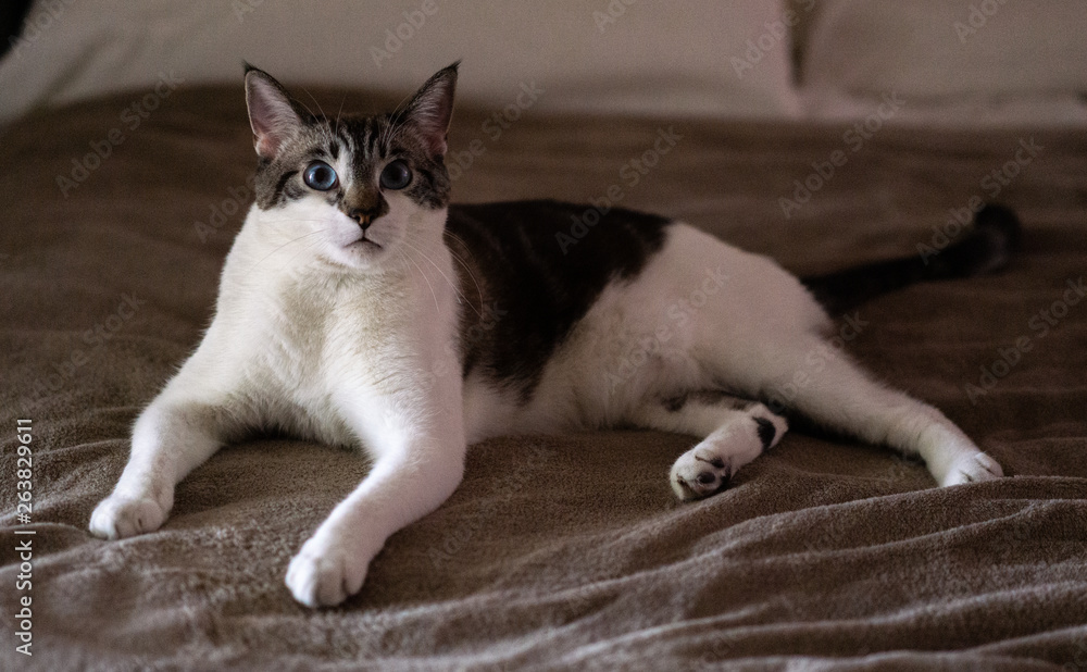 Lynx Point Siamese Snowshoe