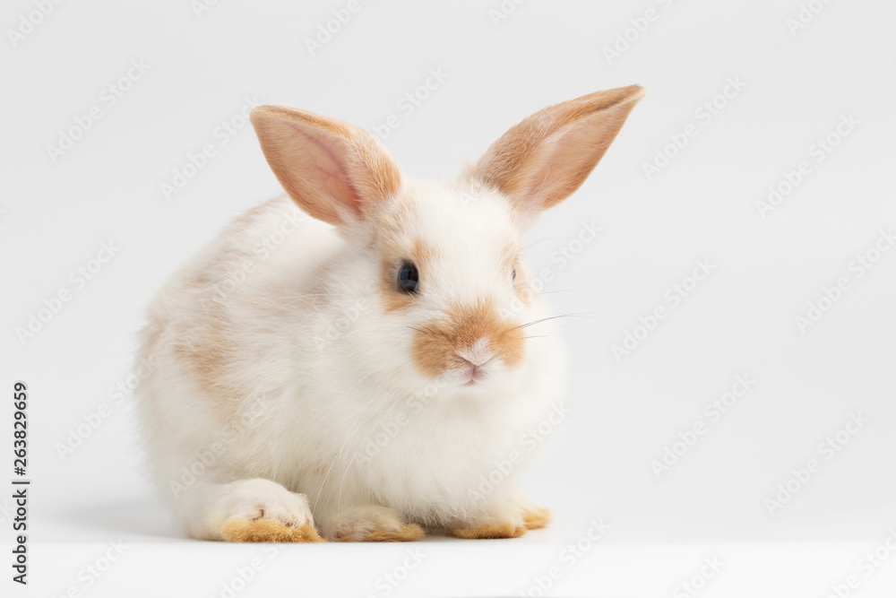 Little white rabbit sitting on isolated white background at studio. It's small mammals in the family Leporidae of the order Lagomorpha. Animal studio portrait.