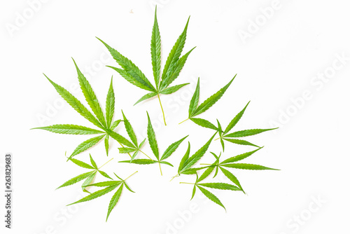 The marijuana   marihuana   Indian hemp   leave plant on the white background.