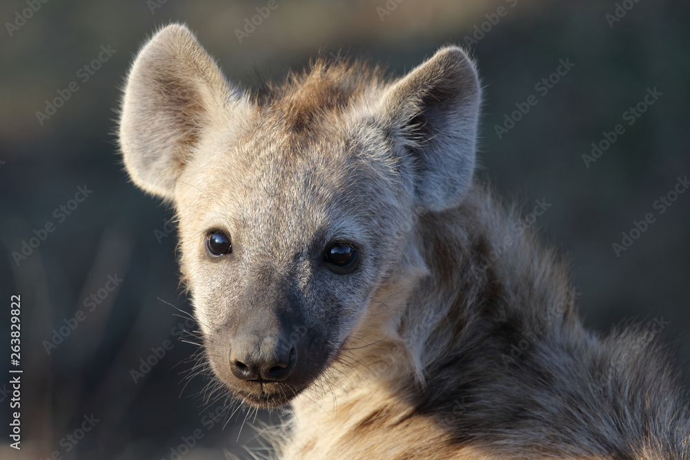 Tüpfelhyäne / Spotted Hyaena / Crocuta crocuta. Tüpfelhyäne / Spotted Hyaena / Crocuta crocuta.