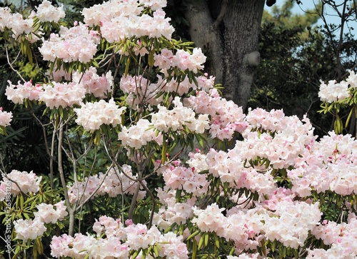 Azalea rhododendron shakunage photo