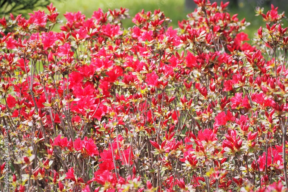 Rhododendron Kurume