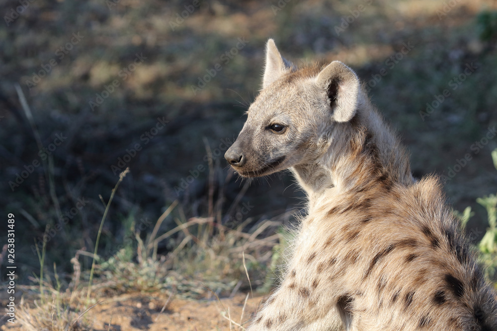 Tüpfelhyäne / Spotted Hyaena / Crocuta crocuta. Tüpfelhyäne / Spotted Hyaena / Crocuta crocuta.