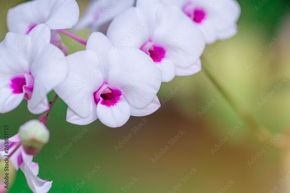 Beautiful orchid flower with natural background.