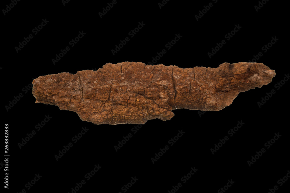 Fototapeta premium tree bark isolated on white background