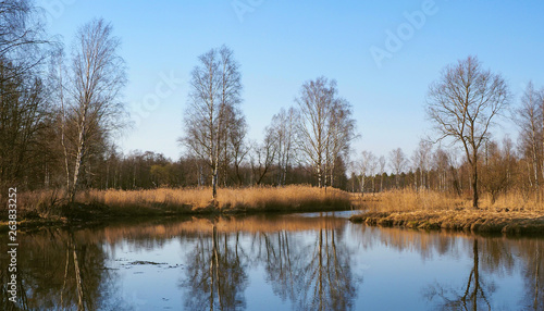 Landscape with lake and the trees reflection.