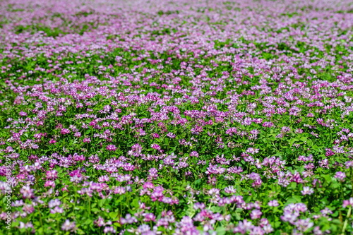 Field of Chinese milk vetch  Astragalus sinicus  Shikoku Japan