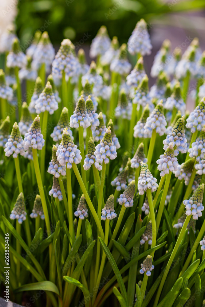 Obraz premium bright muscari flowers