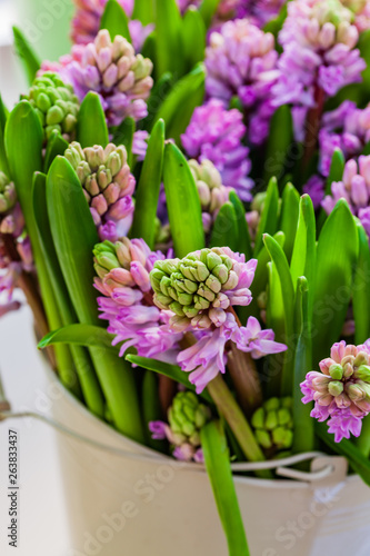 bright hyacinth flowers in the vase