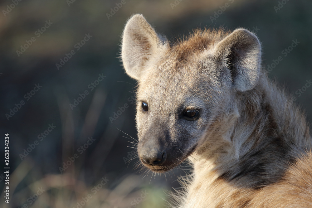 Tüpfelhyäne / Spotted Hyaena / Crocuta crocuta. Tüpfelhyäne / Spotted Hyaena / Crocuta crocuta.