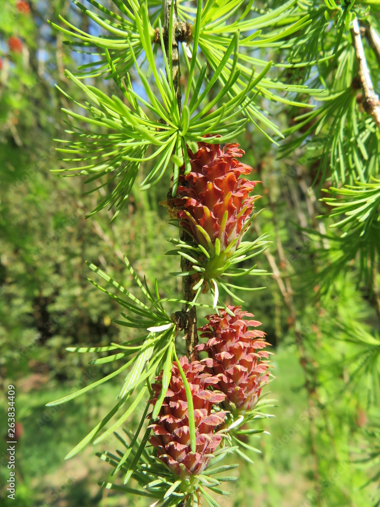 closeup of blossoms of a larch closeup of blossoms of a larch