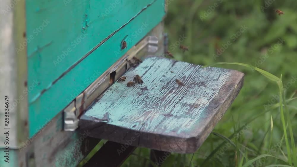 Plenty of bees at the entrance of beehive in apiary. Busy bees, close up view of the working bees Plenty of bees at the entrance of beehive in apiary. Busy bees, close up view of the working bees