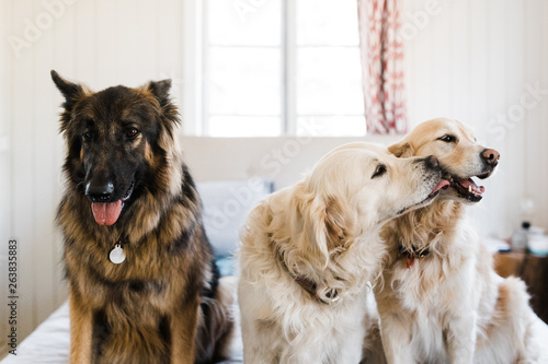 third wheel